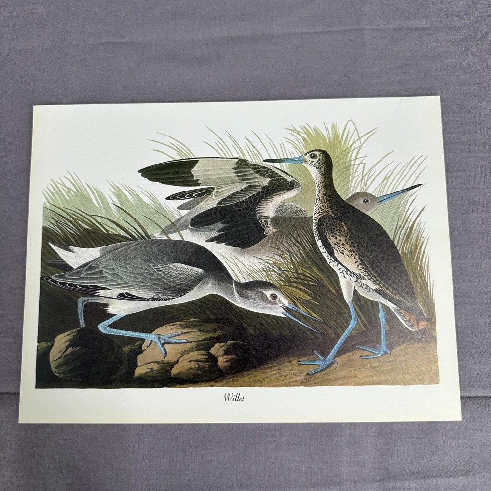 1950 Vintage Print Willet American Bird Art Illustration Audubon 9x12